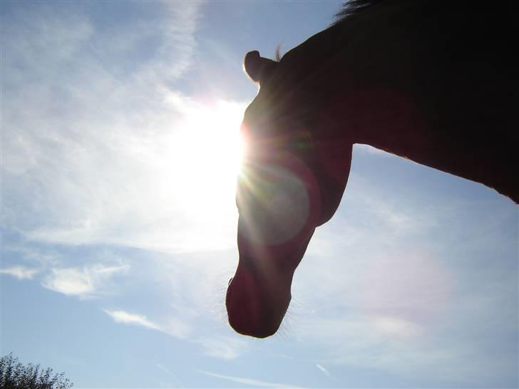 Dansk Varmblod Lexus Shabér billede 7