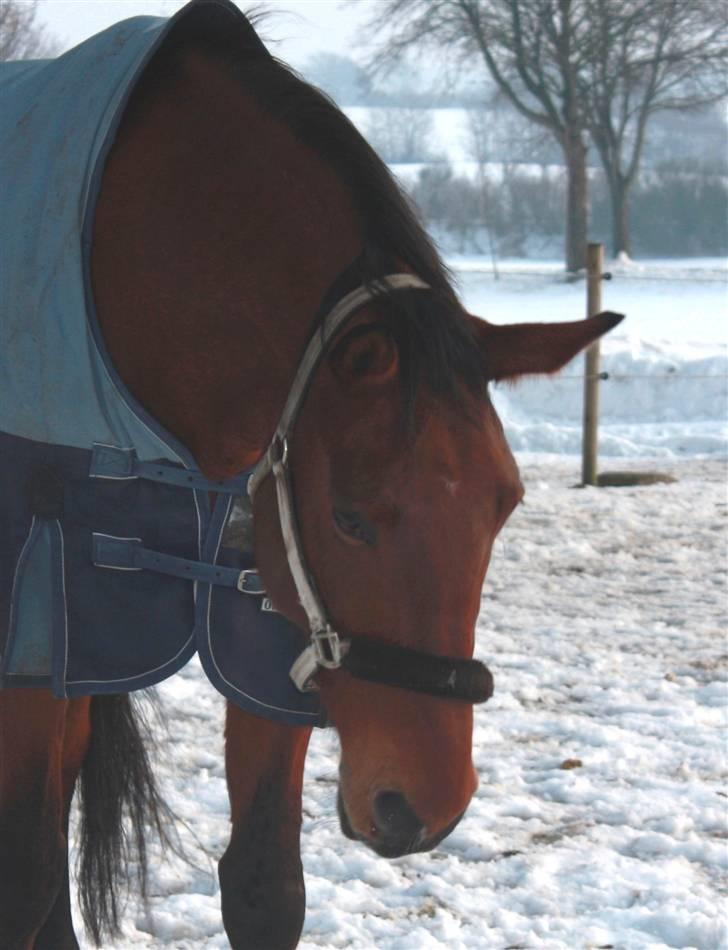 Dansk Varmblod Lexus Shabér billede 8