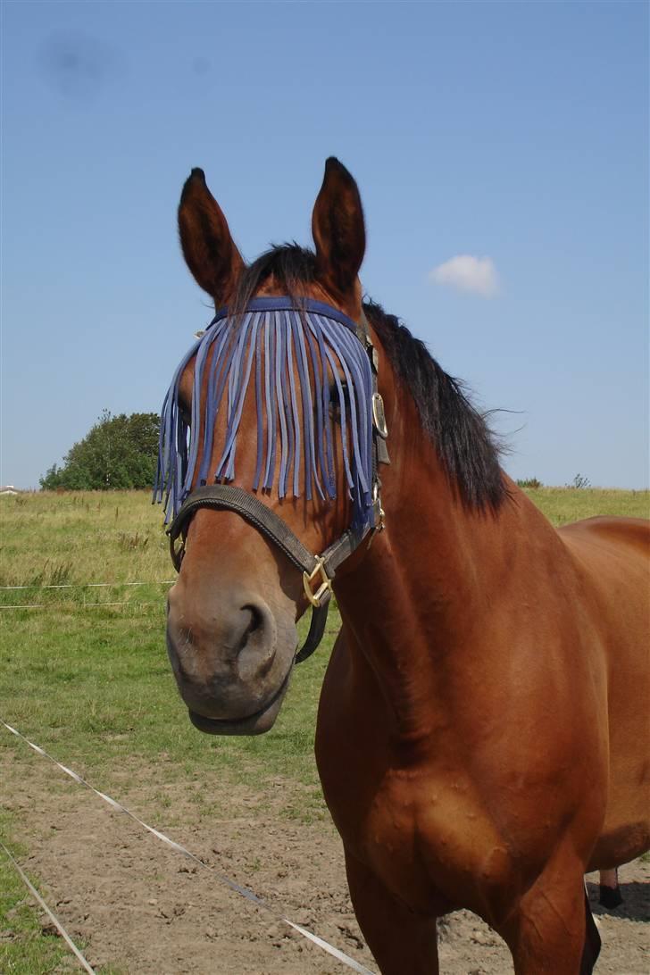 Dansk Varmblod Lexus Shabér billede 9