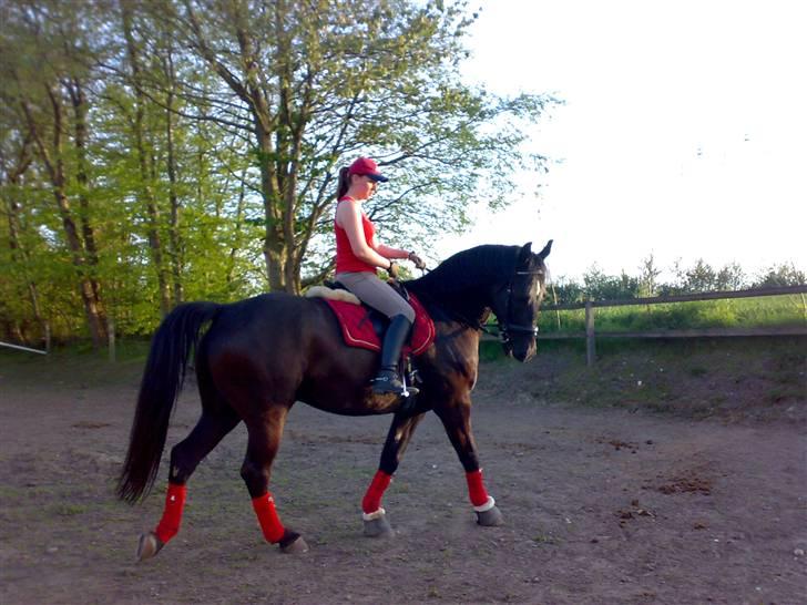 Oldenborg Castor SOLGT:'( Min Tulle - <33 billede 7