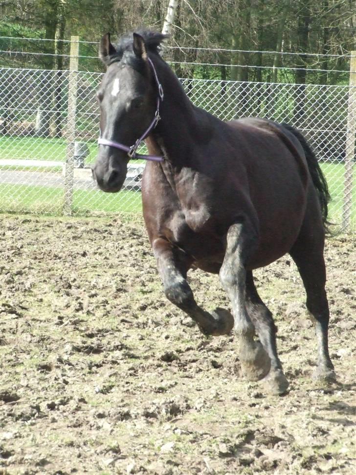 Oldenborg Castor SOLGT:'( Min Tulle - <33 billede 10