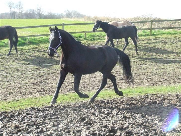 Oldenborg Castor SOLGT:'( Min Tulle - <33 billede 11