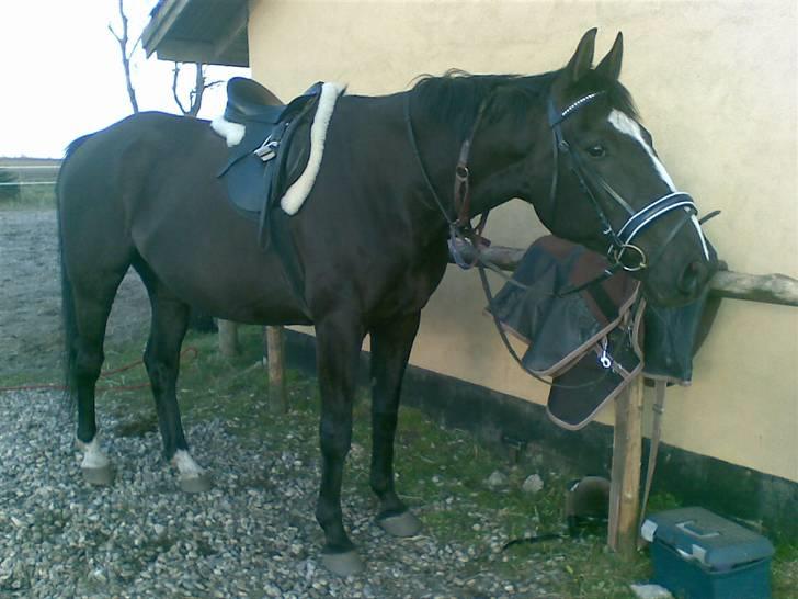 Anden særlig race Black C. Tyson - Solgt<3 - flotte tysse d. 14/4 - 08.. Fotograf: Mig Selv billede 2