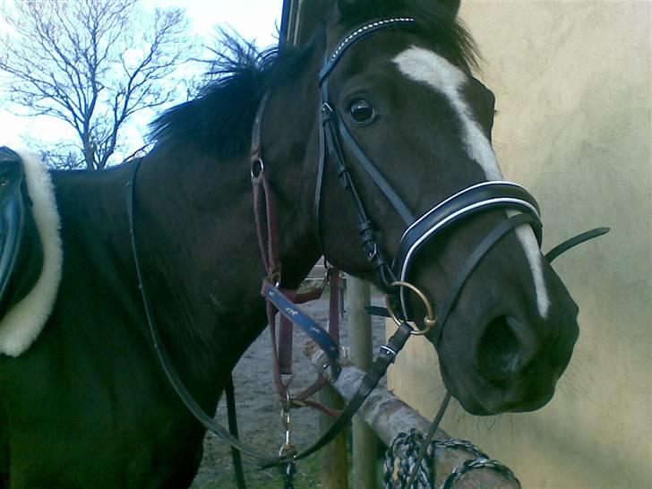 Anden særlig race Black C. Tyson - Solgt<3 - flotte tysse d. 14/4 - 08.. Fotograf: Mig Selv billede 3