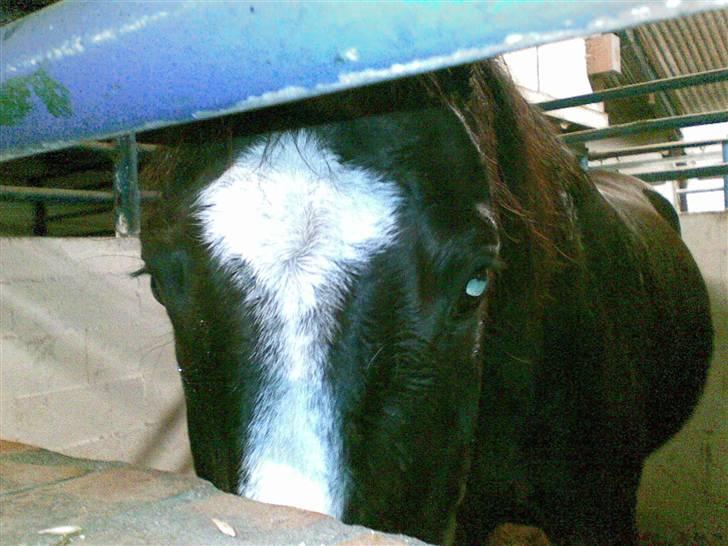 Anden særlig race Black C. Tyson - Solgt<3 - dejlige tyson <3 Fotograf: Mig Selv billede 4