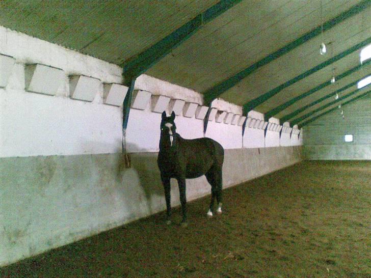 Anden særlig race Black C. Tyson - Solgt<3 - Roar - Fotograf: Mig Selv billede 5