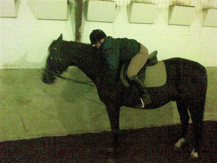 Anden særlig race Black C. Tyson - Solgt<3 - Roager rideklub -  Her er han med line.. Fotograf: Mig Selv billede 6