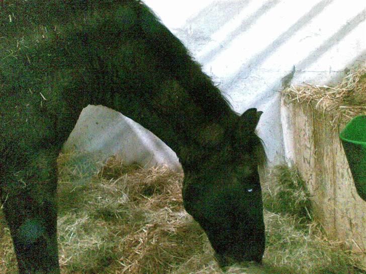 Anden særlig race Black C. Tyson - Solgt<3 - står lige og spiser halm :P.. Fotograf: Mig Selv billede 7