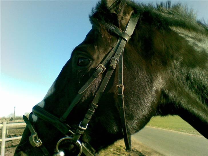 Anden særlig race Black C. Tyson - Solgt<3 - Super flot hest <33 - Fotograf: Mig Selv billede 9