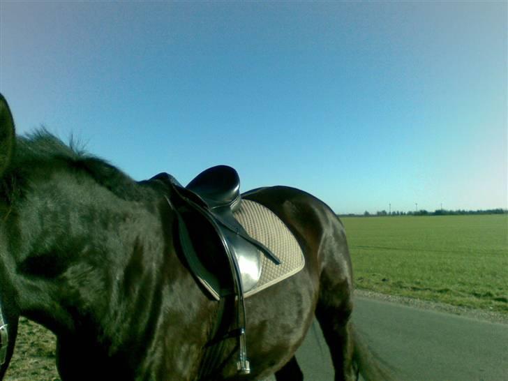 Anden særlig race Black C. Tyson - Solgt<3 - Så flot <3 - Fotograf: Mig Selv billede 10