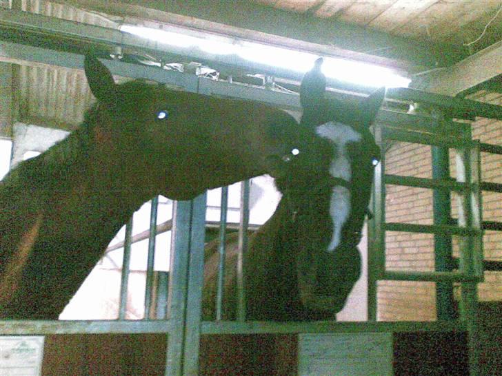 Anden særlig race Black C. Tyson - Solgt<3 - Roar - Tyson og hans kæreste ronja <3 - Fotograf: Mig Selv billede 11