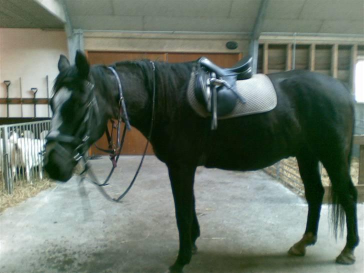 Anden særlig race Black C. Tyson - Solgt<3 - 4H Gården hos tidliger ejer d jeg var ude og prøve ham <3 - Fotograf: Mig Selv billede 12