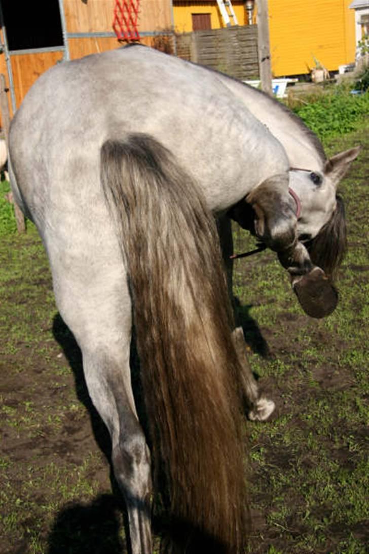 Cruzado Tara - Skulle lige klø mig :)= billede 1