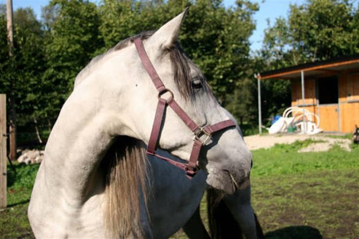 Cruzado Tara - Hvem kommer ? billede 2