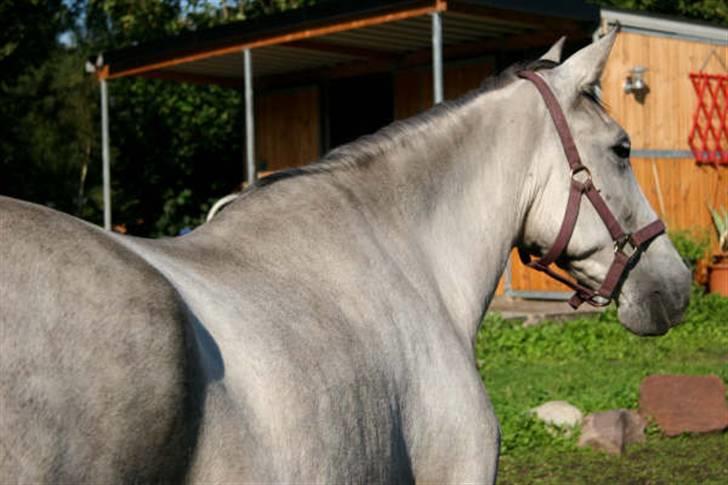 Cruzado Tara - Det er så det meste af mig... billede 4