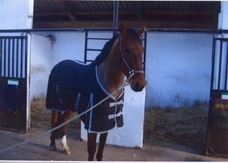 Oldenborg Cornando - da vi stod og ventede på dyrelægerne..! :) billede 5