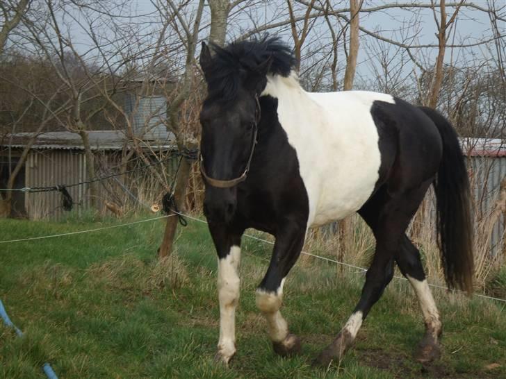 Pinto Gipsy  billede 18