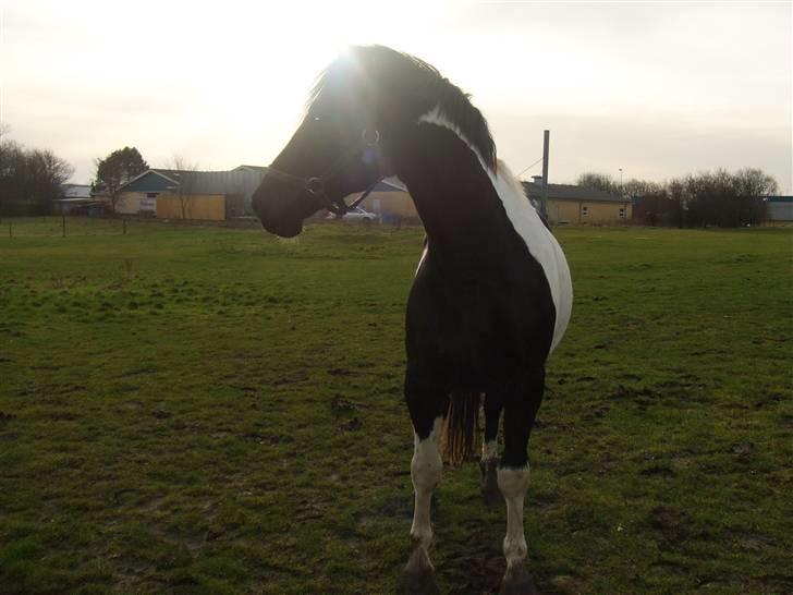 Pinto Gipsy  billede 19