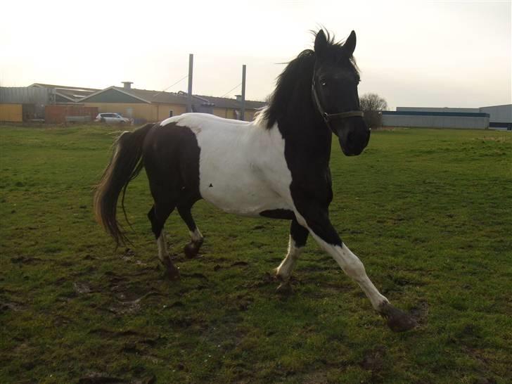 Pinto Gipsy  billede 20