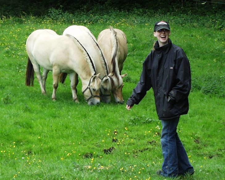 Fjordhest Speedy billede 11