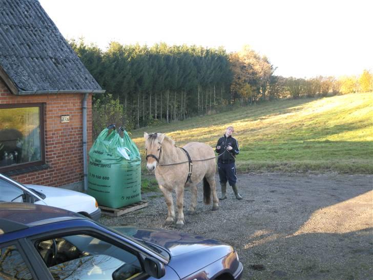 Fjordhest Speedy billede 12