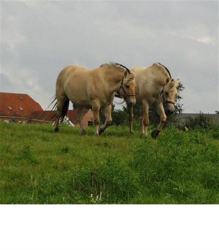 Fjordhest Speedy billede 14