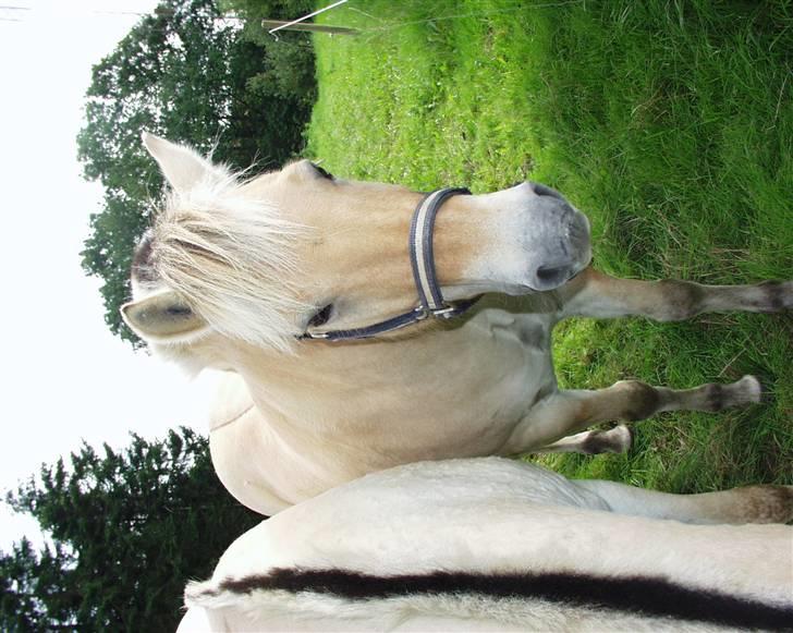 Fjordhest Speedy billede 15