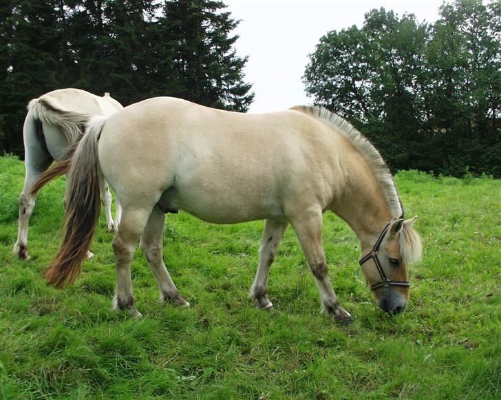 Fjordhest Speedy billede 16