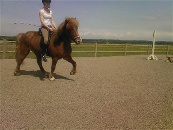 Islænder Skolli f. Ryethøj *RIP* - 3) SKOLLI&MILLE, MAJ 08 billede 3