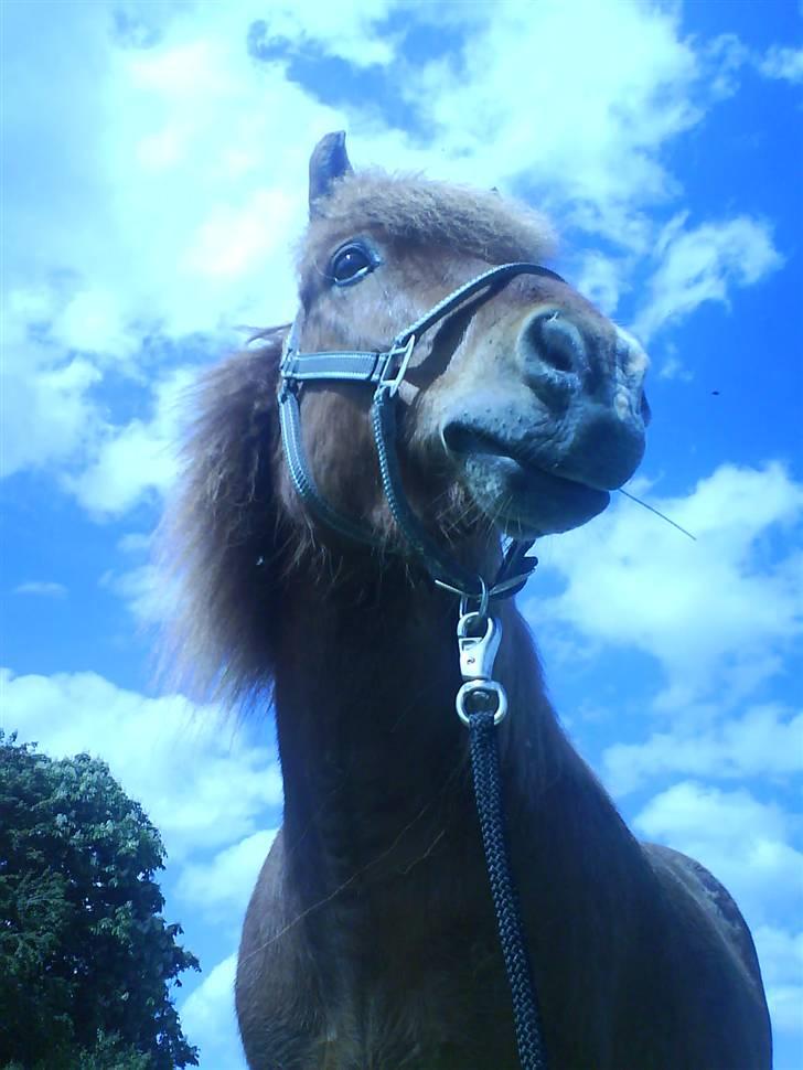 Islænder Skolli f. Ryethøj *RIP* - 6) JEG ELSKER DIG SMUKKESTE SKOLLI billede 6
