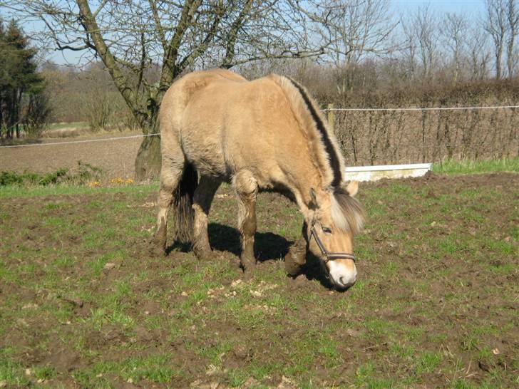 Fjordhest Speedy billede 17