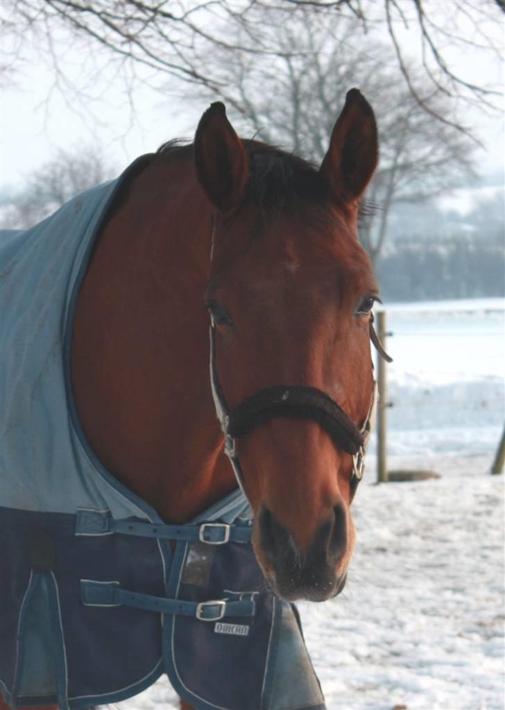 Dansk Varmblod Lexus Shabér billede 13