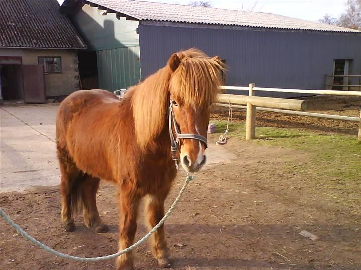 Islænder Skolli f. Ryethøj *RIP* - 7) SKOLLI billede 7