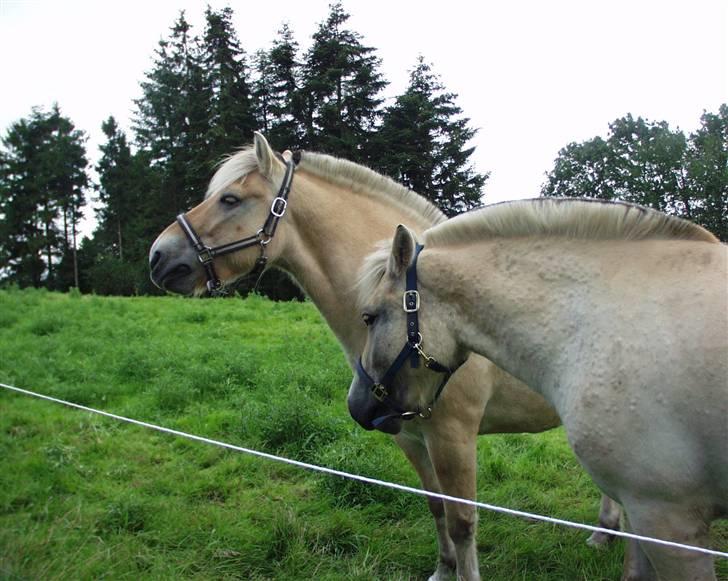 Fjordhest Speedy billede 18