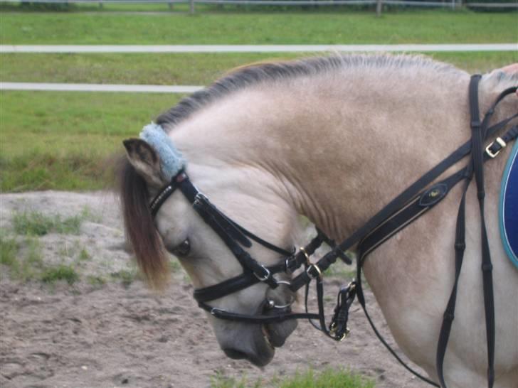 Anden særlig race ~Dirty snowball~ gl. part - bassen kan gå meget pænt <3   (taget af andrea) billede 19