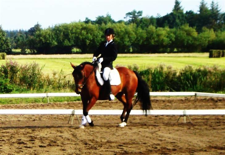 DSP Bæklunds Lorenzo solgt - Nordthy stævne. dressur. (; billede 4