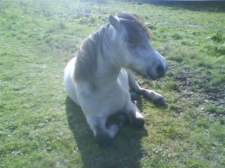 Anden særlig race ~Dirty snowball~ gl. part - sødt sødt (taget af mig) billede 20