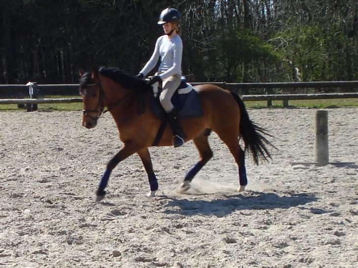 DSP Bæklunds Lorenzo solgt - dagen efter min konf. han skulle lige prøve et par af de nye ting. i: billede 5