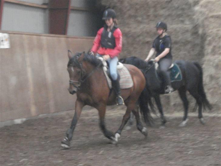 DSP Bæklunds Lorenzo solgt - opvarmning til spring. nyt billede 6