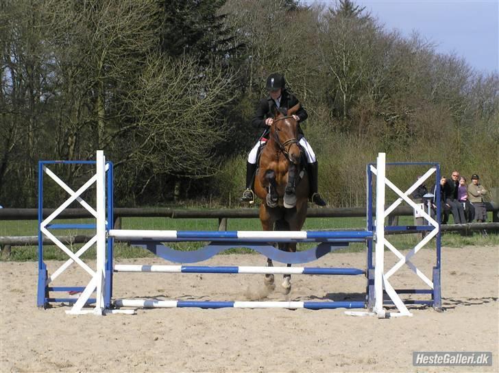 DSP Bæklunds Lorenzo solgt - fra stævne. (: billede 7