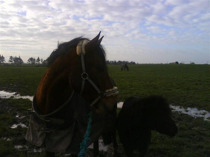 DSP Bæklunds Lorenzo solgt - Lorenzo´ på fold ! (: med merci <3 billede 8