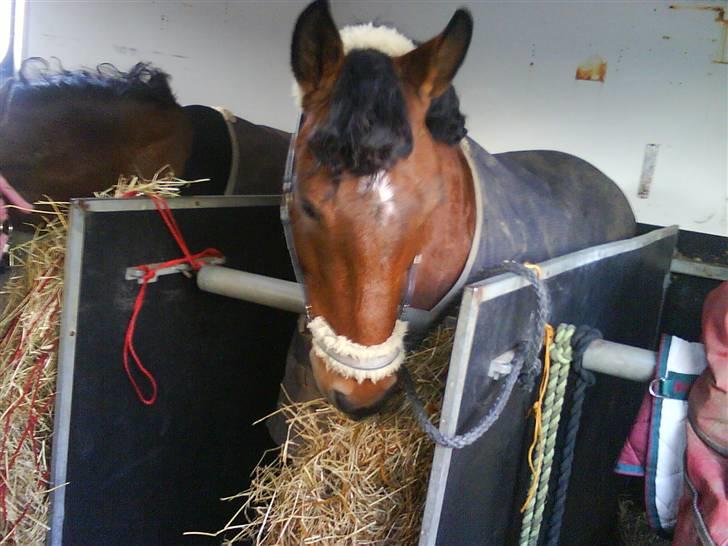 DSP Bæklunds Lorenzo solgt - i lastbilen . til thisted stævne , han har lige fået rusenknupperne ud <3 billede 9