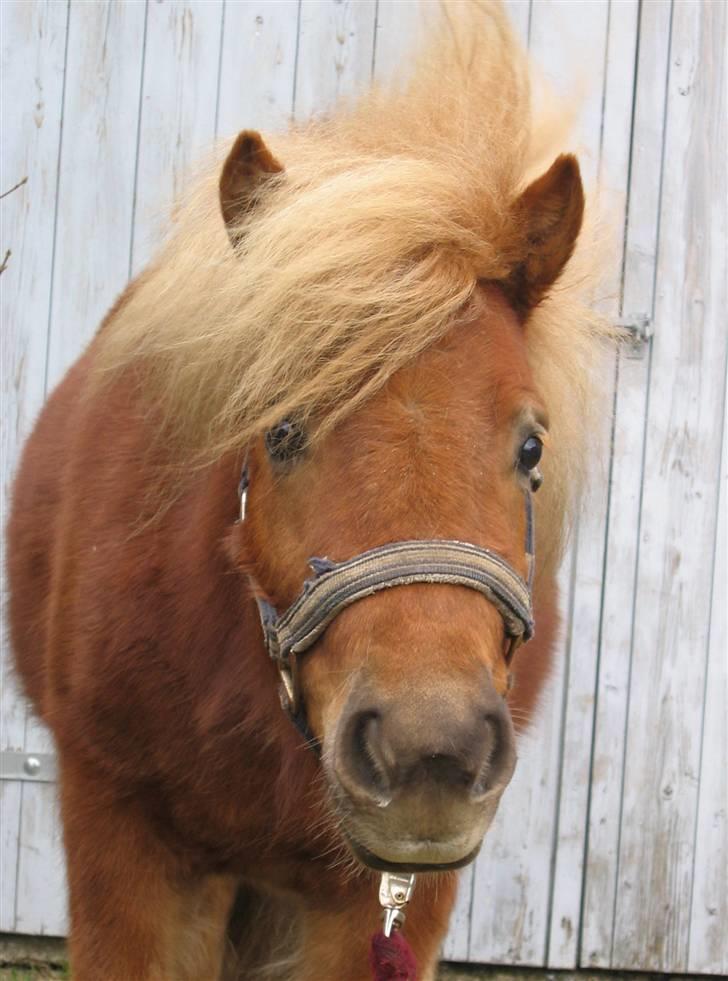 Shetlænder Egon Sporup - Egon der lige siger at han stadig er her :D <3 billede 1