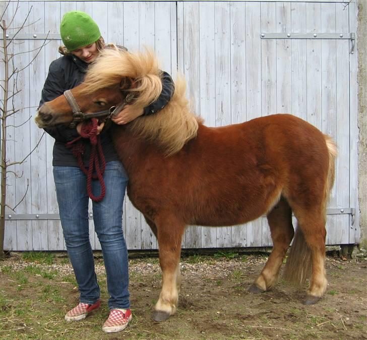 Shetlænder Egon Sporup - Egon og mig han skal da lige have en krammer:)<3<3 billede 2