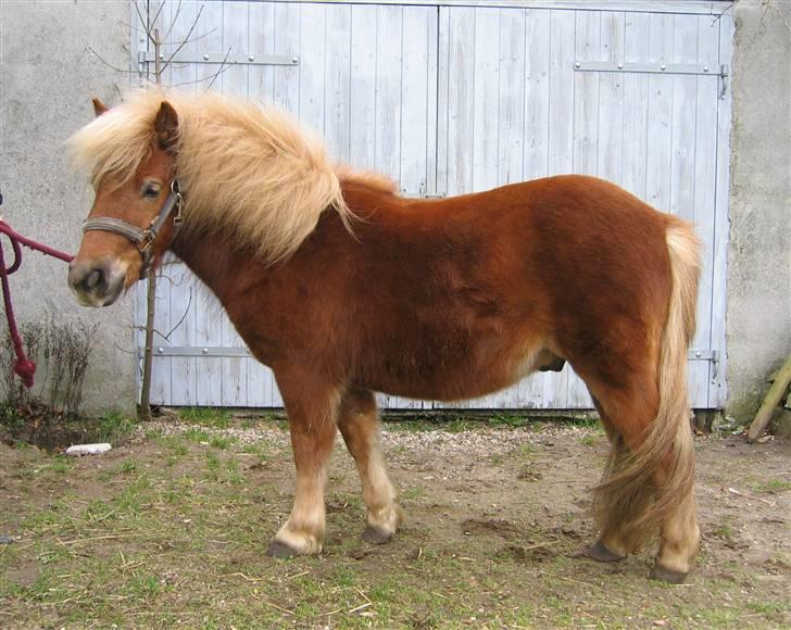 Shetlænder Egon Sporup - Egon han kan da oss stå stille lidt :D<3 billede 3