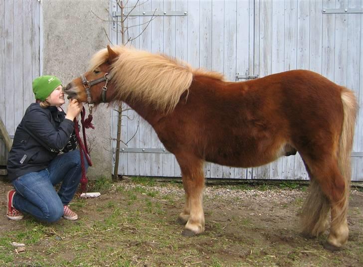 Shetlænder Egon Sporup - Han er da bare lige til at kysse (kysser gerne igen):D<3 billede 5