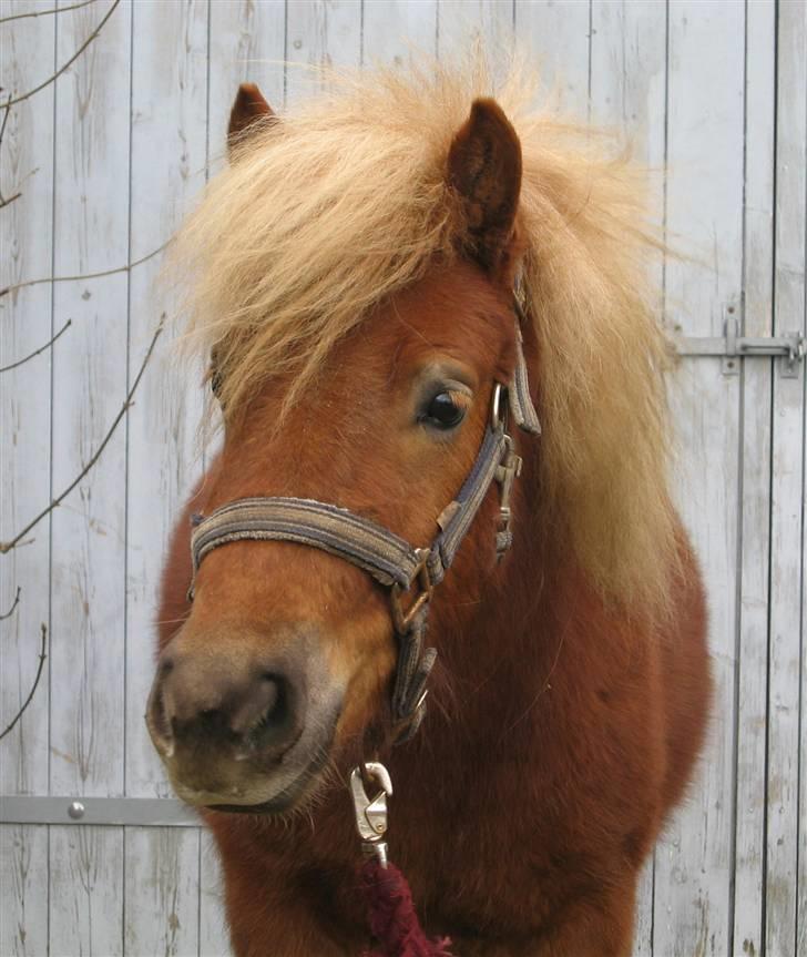 Shetlænder Egon Sporup - Egon han er så sød ;) <3<3 billede 6