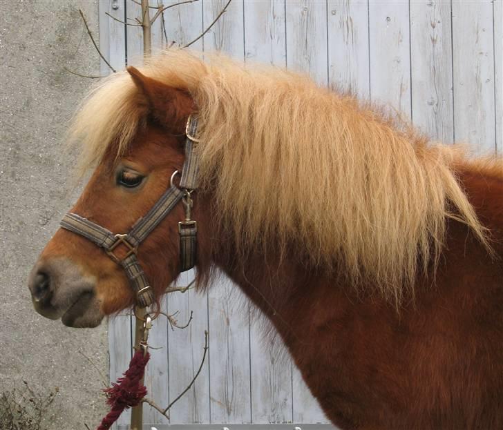 Shetlænder Egon Sporup - Egon :)<3 billede 7