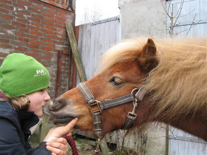 Shetlænder Egon Sporup - Egon der lige vil kysse lidt :D<3 billede 8
