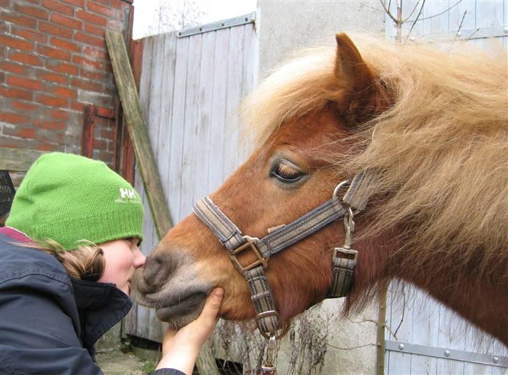 Shetlænder Egon Sporup - Egon der lige vil kysse ligt :)<3 billede 9